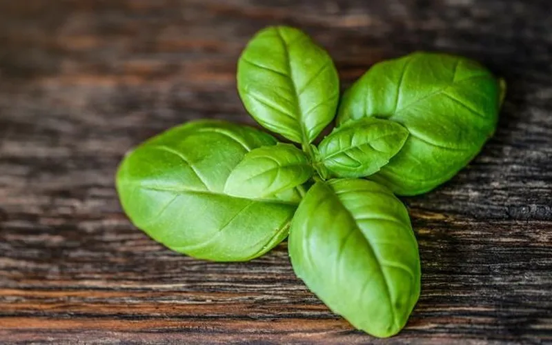 Benefits of basil – You and I